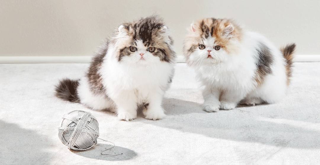 放弃吧｜别人家的猫都开始用Tiffany了