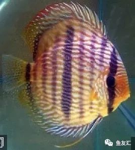 野菜分类,野彩和家彩的饲养区别