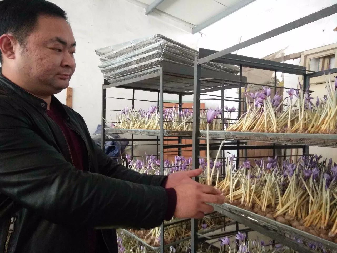 了不得！高大上的名贵中药藏红花“落户”章水