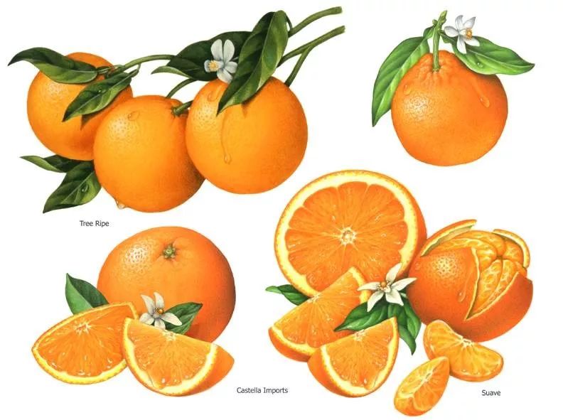 中医说｜你的蔬果护眼包已到，请查收～