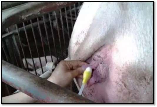 母猪产后流脓用什么药比较好,母猪产后需要打什么针最好