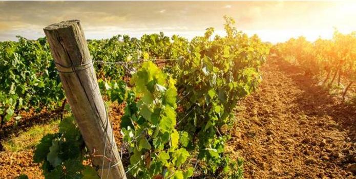 有一些后起之秀也逐渐在绽放光彩，美国的弗吉尼亚州就是其一