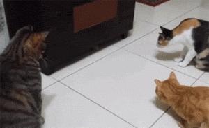 网友家的猫坐键盘上，偶然竟打出这几个字，可以说，细思极恐了！