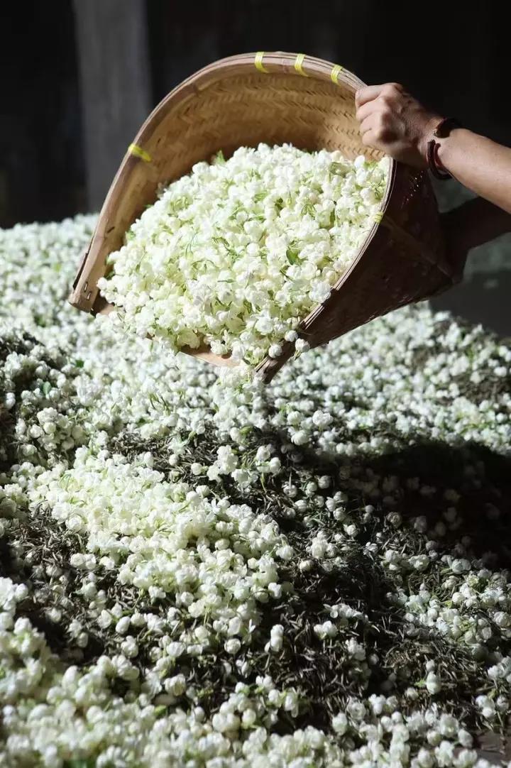 怎么判断花茶的好坏,花茶好坏的鉴别方法