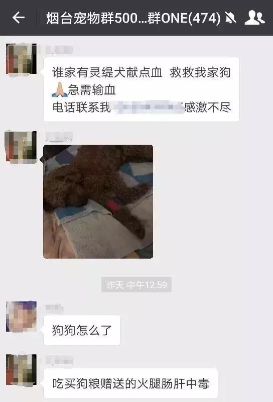 泰迪的生命为啥如此脆弱,泰迪的寿命是人类的多少年