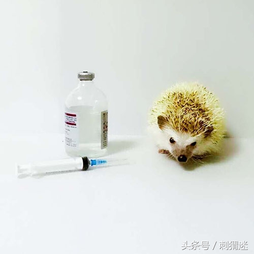 宠物刺猬到底应该喂什么——补剂篇