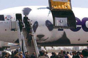 大熊猫龙凤胎宝宝名字,给宝宝取有关大熊猫的名字