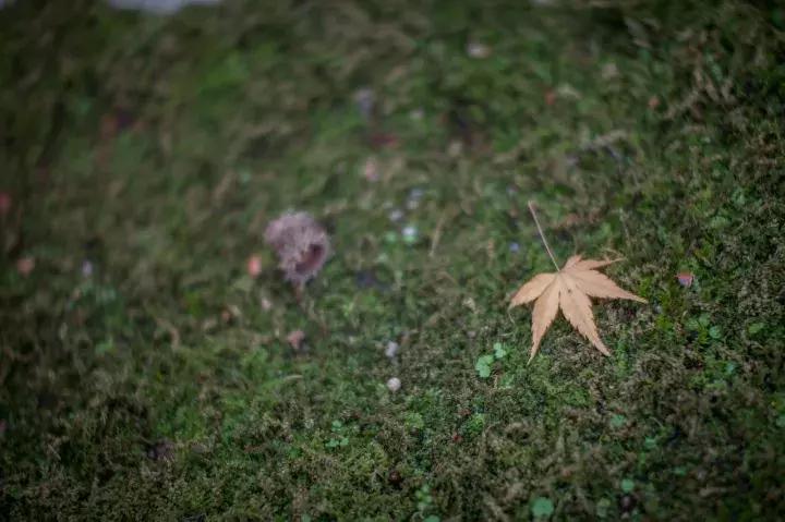 罗莱夏朵杭州紫萱度假村招聘,罗莱夏朵紫萱度假村logo