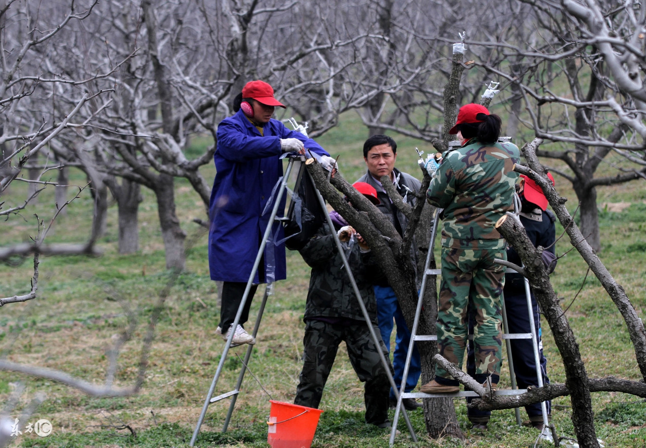 果农想在一棵树嫁接多种水果？掌握这技术要点，完全可以亲自做到