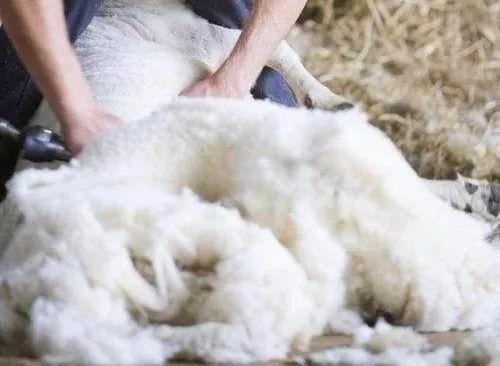 澳洲绵羊油真的有用吗,澳洲绵羊油是什么用途