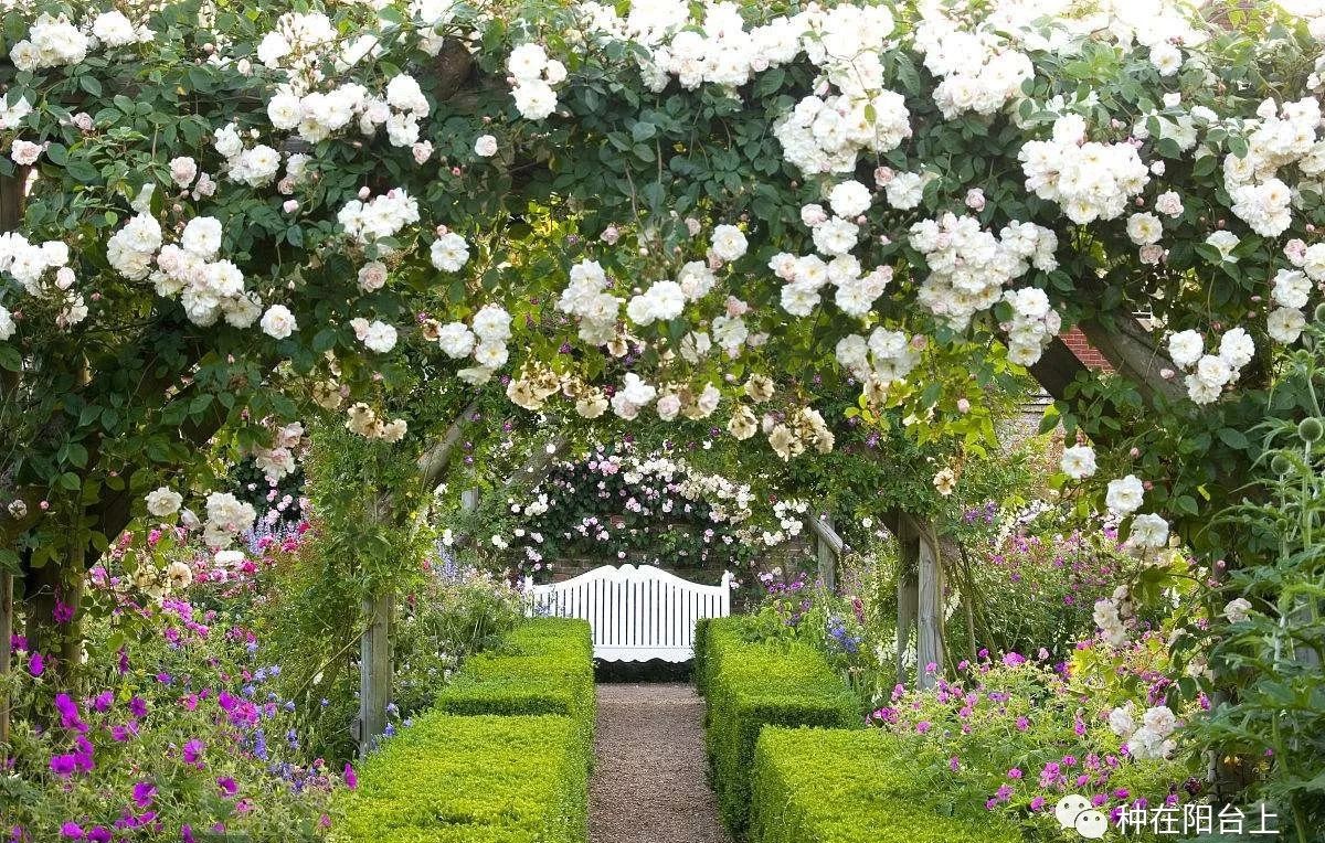 艳慕地中海风格的蔷薇鲜花拱门吗？十步骤即可在你家阳台上实现！