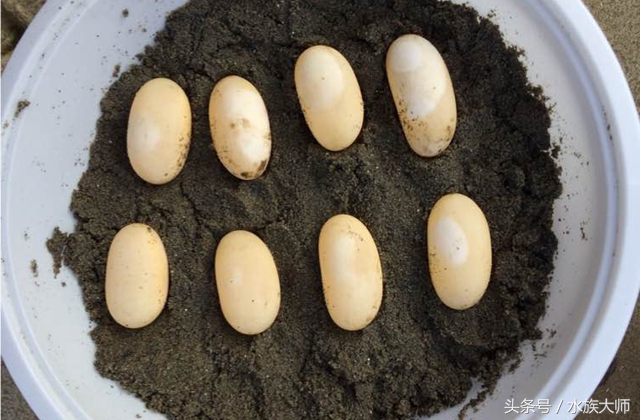 单个乌龟会下蛋吗,乌龟下蛋了怎么办