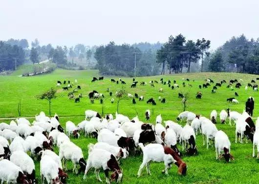 羊奶粉和牛奶粉的区别和营养价值,羊奶粉市场太多了真假难辨