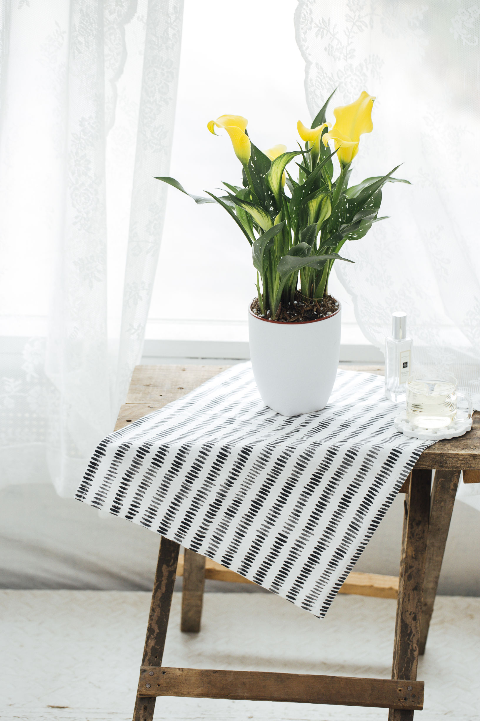 马蹄莲怎样盆栽与养护,盆栽马蹄莲的养护方法