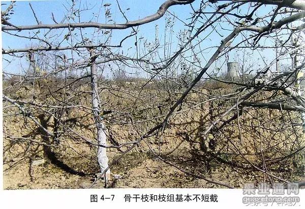 汪景彦苹果树傻瓜式修剪技术详解,傻瓜式苹果小树修剪技术