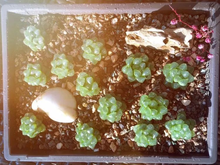 家有3姐妹,家有三姐妹好幸福