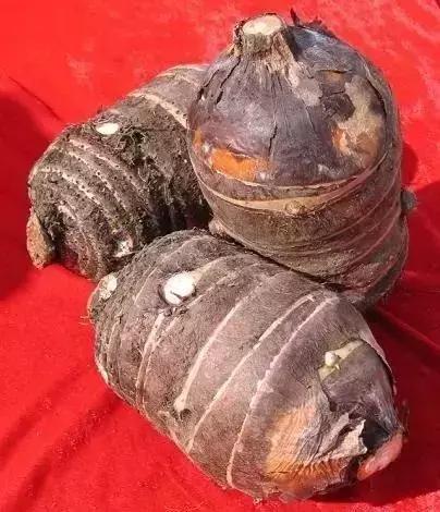 我美丽的家乡弥渡,我的家乡弥渡作文