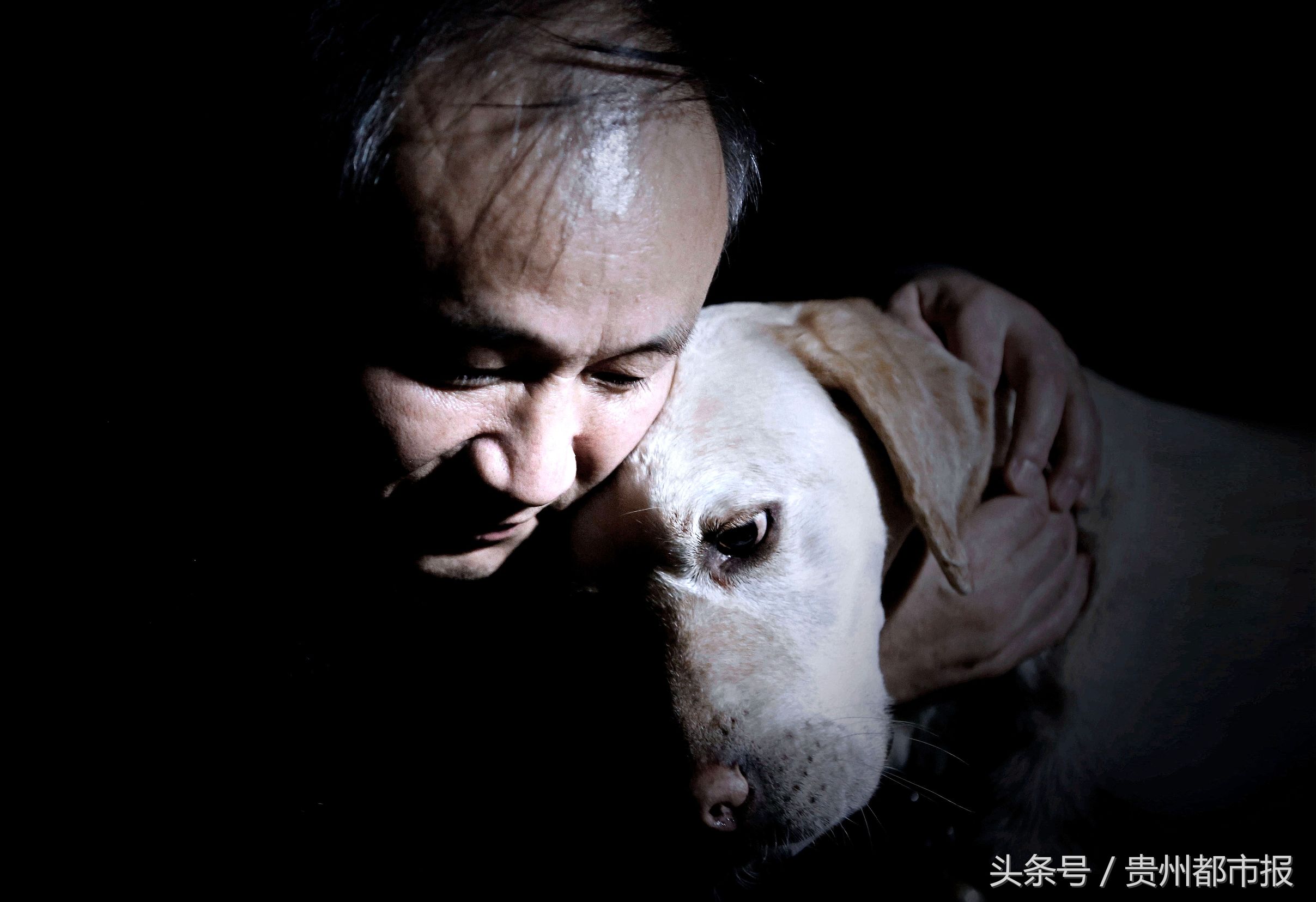 全世界第一只哈士奇导盲犬,一只导盲犬的真实生活