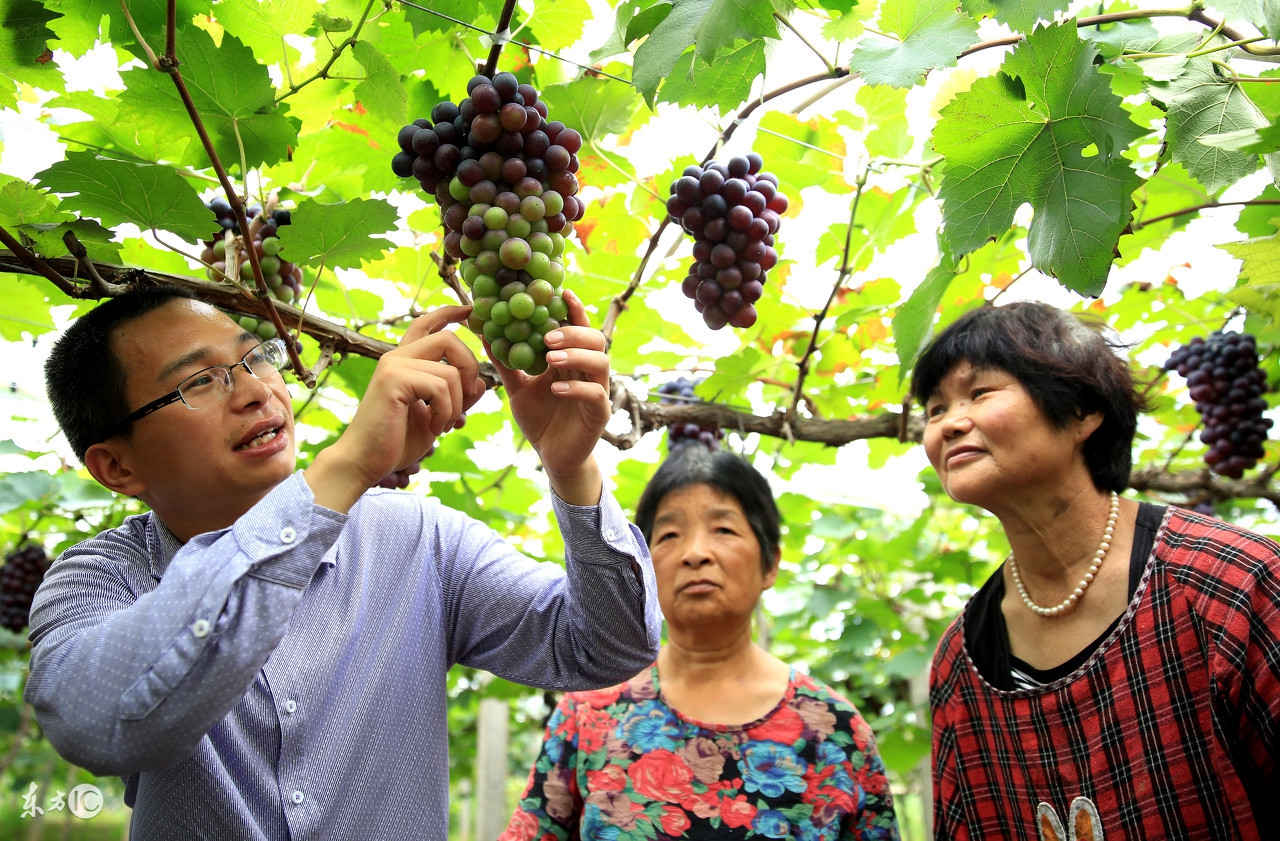 种的葡萄甜度流失了该怎么办,种植葡萄变甜的最佳方法