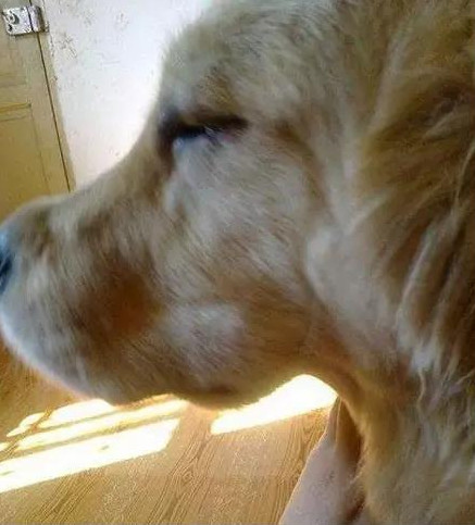 大金毛偷吃蜡瓶糖,大金毛偷吃辣椒