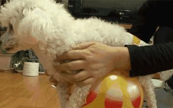 贵宾后腿发抖是怎么回事,贵宾如何训练直立行走