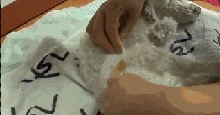 贵宾后腿发抖是怎么回事,贵宾如何训练直立行走