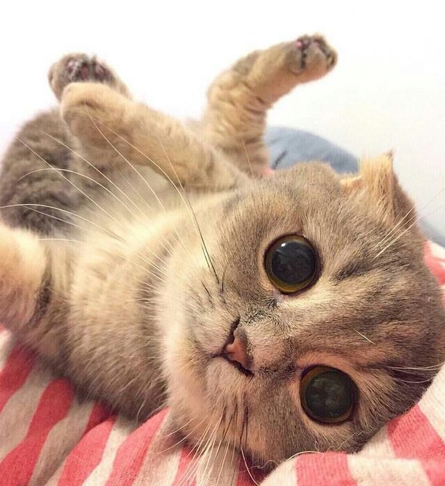 猫咪有眼屎不精神怎么回事,猫咪有眼屎泪痕不擦的话会怎么办