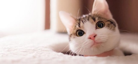 这都不知道，还敢说你会养猫？