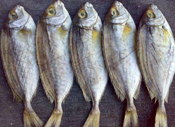 历史秀逗集锦,历史秀逗时刻大全