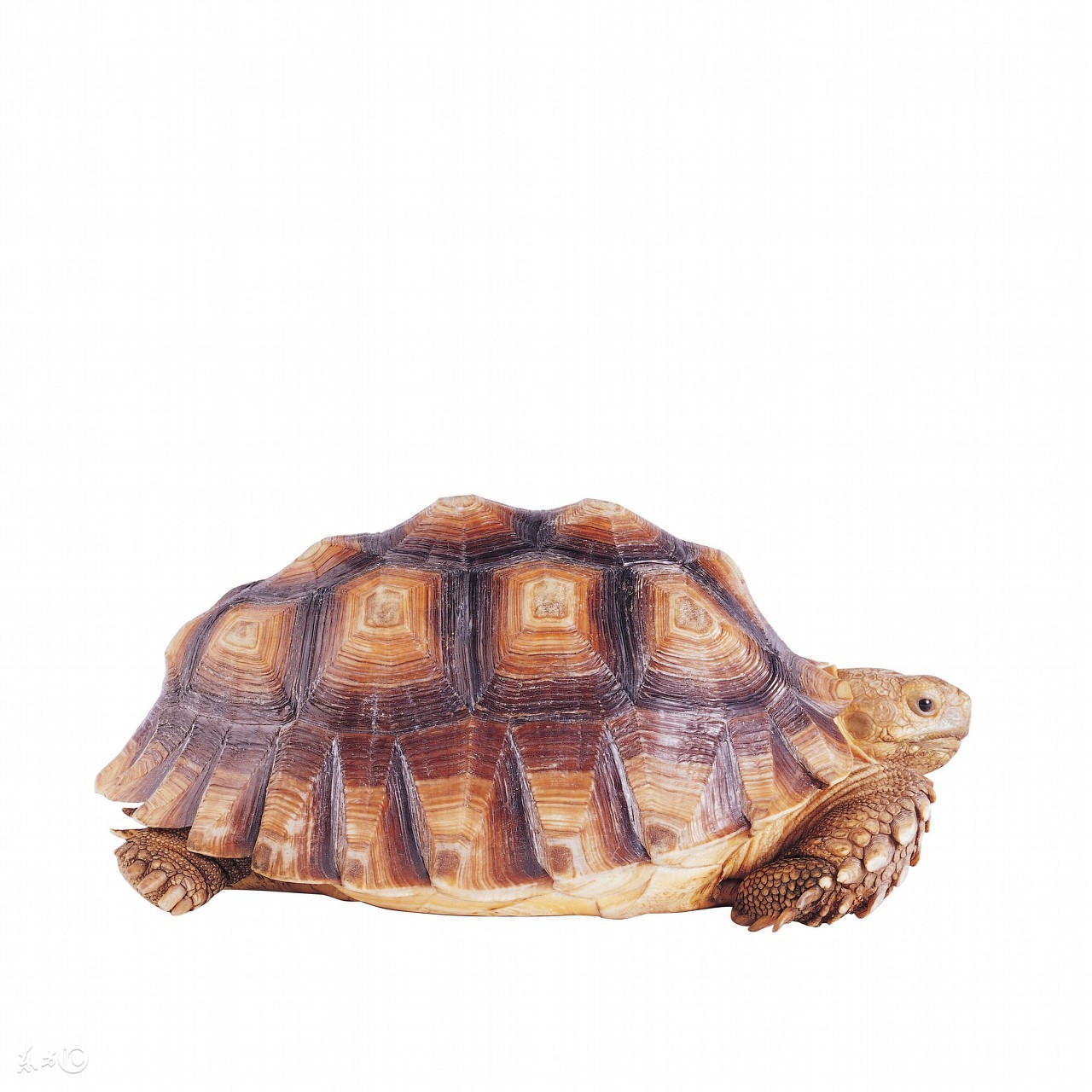 乌龟咬人痛不痛,乌龟臭不臭