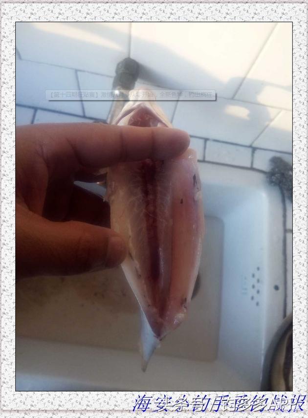 一年四季都可以钓的鱼种,一年四季可钓的鱼种