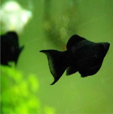 5种常见热带鱼养殖品种介绍图,什么热带鱼好看又好养适合新手养