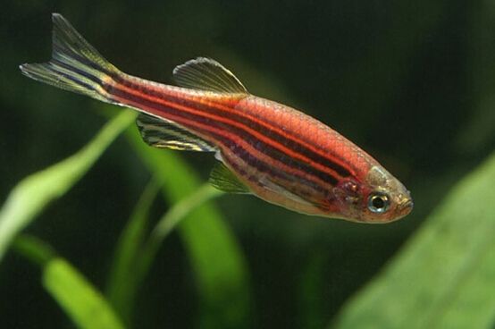 5种常见热带鱼养殖品种介绍图,什么热带鱼好看又好养适合新手养