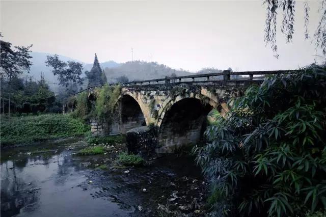 禅意的银杏,银杏的禅意