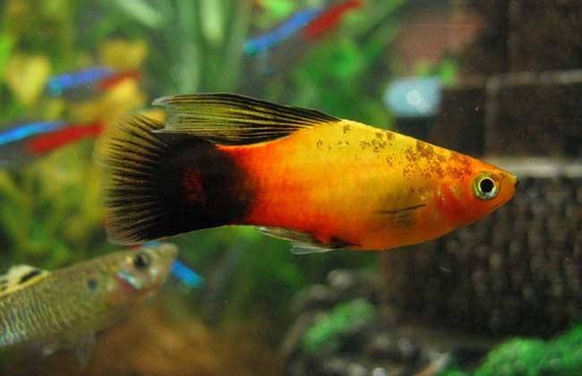 5种常见热带鱼养殖品种介绍图,热带鱼养殖指南教你养好热带鱼
