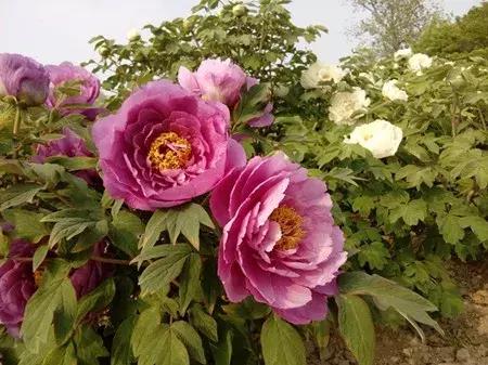 最新农产品供求信息,大农圈最新文章