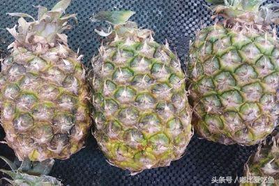 漳州市特产有哪些,漳州的特产有哪些介绍