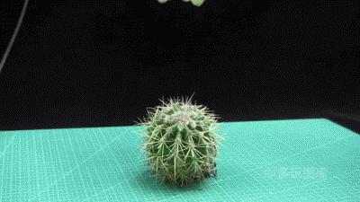 搞笑gif趣图舔冰激凌,少林龙爪手搞笑图片图文