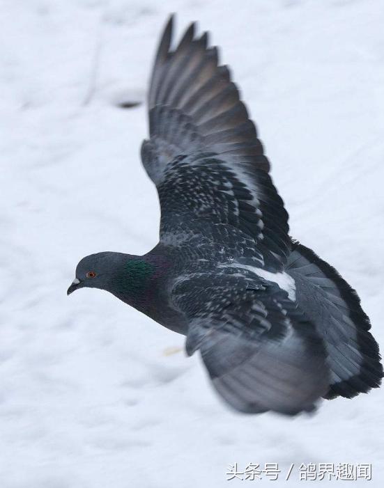 鸽子挑食甩食怎么治疗,为什么鸽子特别挑食