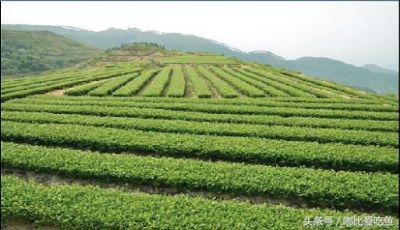 漳州市特产有哪些,漳州的特产有哪些介绍