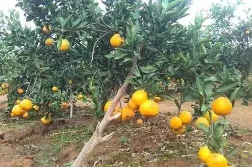 武汉市东西湖区柑橘采摘园,武汉采摘园橘子