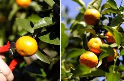 武汉市东西湖区柑橘采摘园,武汉采摘园橘子