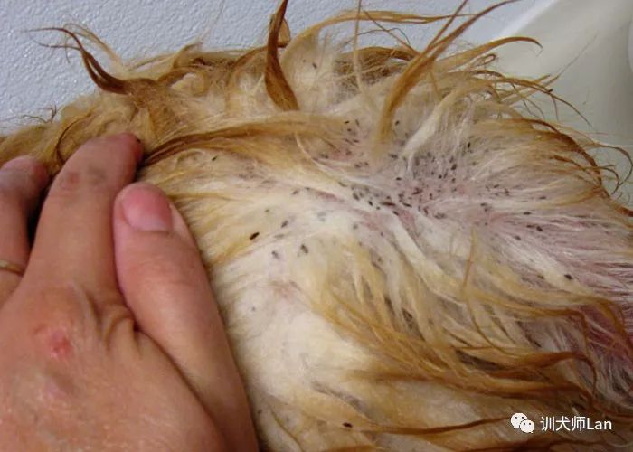 家中有婴儿跳蚤怎么去除最快方法,家中杀跳蚤的步骤和注意事项