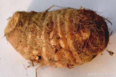 漳州市特产有哪些,漳州的特产有哪些介绍