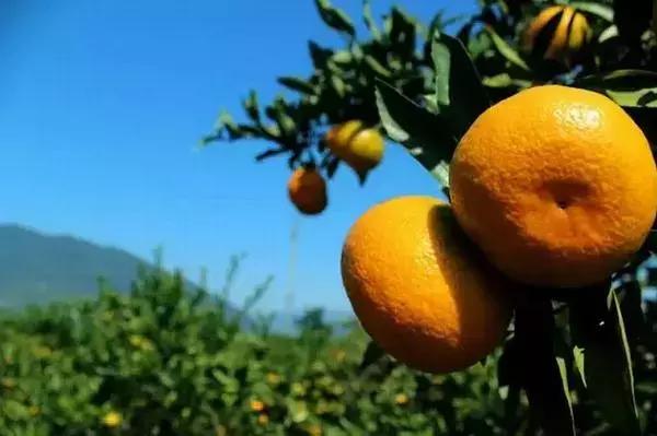 武汉周边果园采摘攻略,武汉5月份可以采摘的采摘园