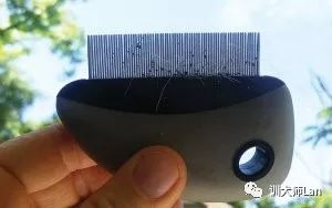 家中的宠物有跳蚤，怎样才能将它们一网打尽？