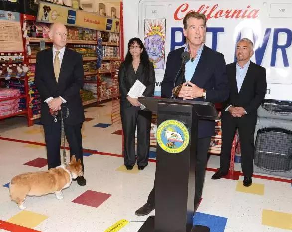 原来外国仙女是骑着柯基满天飞的，哈哈哈哈哈哈太魔性