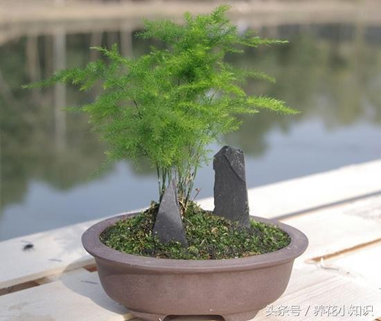 家中养花摆台,室内养花桌面摆放