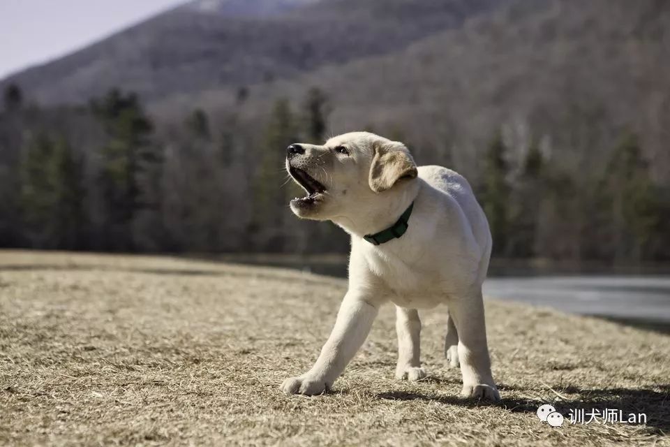 怎么快速教会幼犬拜拜,如何制止成年犬吠叫