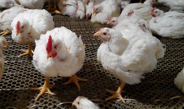 大肉鸡多少钱一斤,鸡肉价格白羽鸡